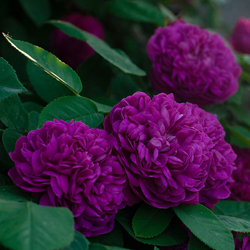 Patio Standard Rose de Rescht