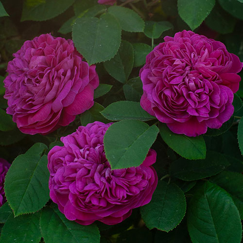 Patio Standard Rose de Rescht