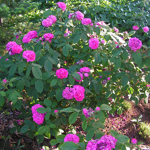 Patio Standard Rose de Rescht