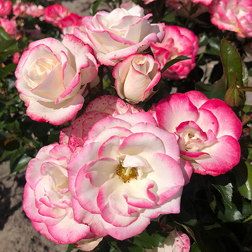 Rose of the Year 2027 Art Deco Rose of the Year 2027 Art Deco