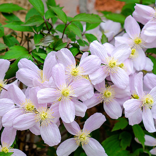 Clematis montana Elizabeth Clematis montana Elizabeth
