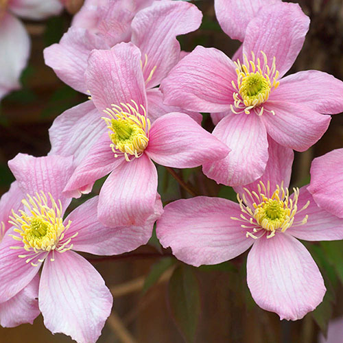 Clematis montana Elizabeth Clematis montana Elizabeth
