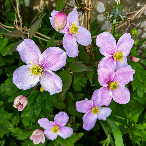 Clematis montana Elizabeth Clematis montana Elizabeth