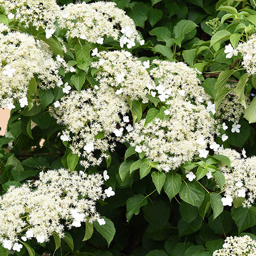 Climbing Hydrangea Climbing Hydrangea
