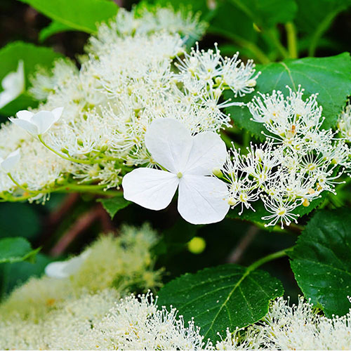 Climbing Hydrangea Climbing Hydrangea