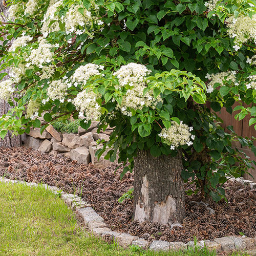 Climbing Hydrangea Climbing Hydrangea