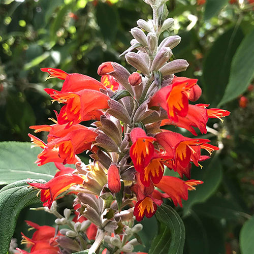 Colquhounia Nepalese Flame Colquhounia Nepalese Flame