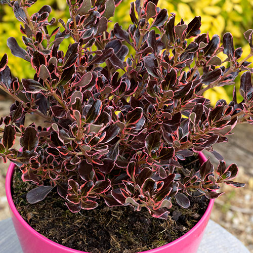 Coprosma Eclipse