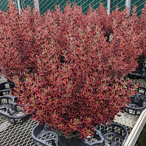 Coprosma Eclipse
