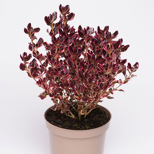 Coprosma Eclipse