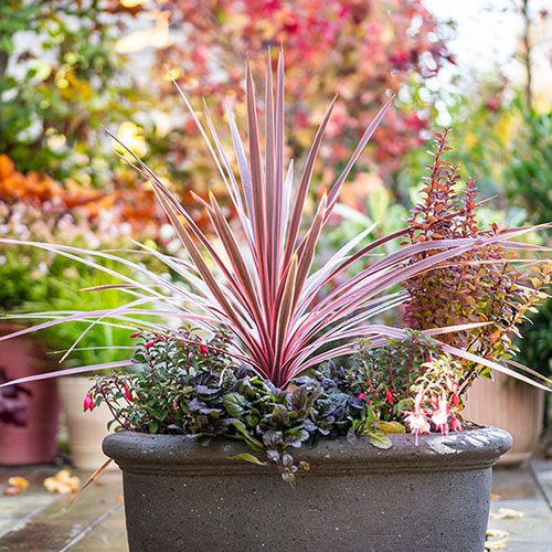 Cordyline Charlie Boy