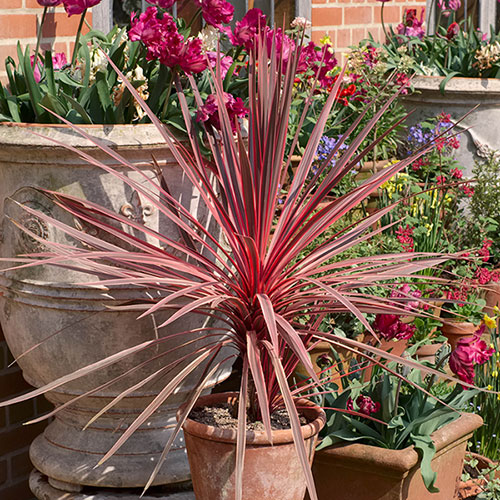 Cordyline Charlie Boy