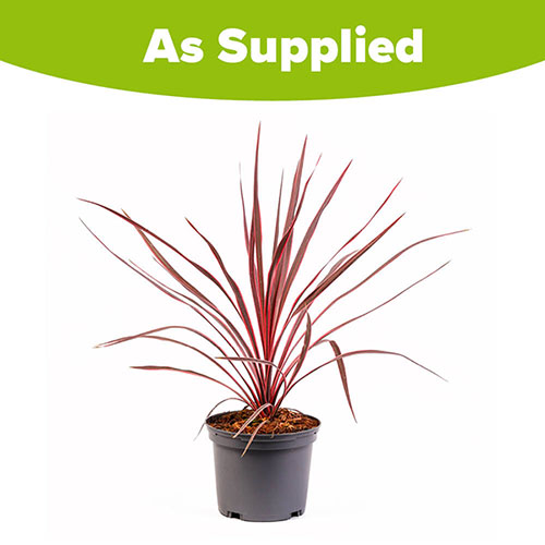 Cordyline Charlie Boy