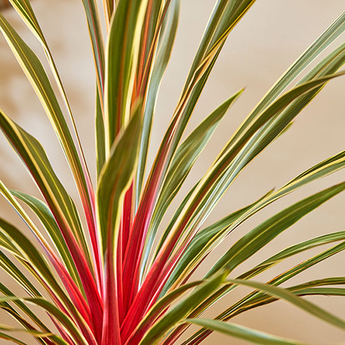 Cordyline Magic Star