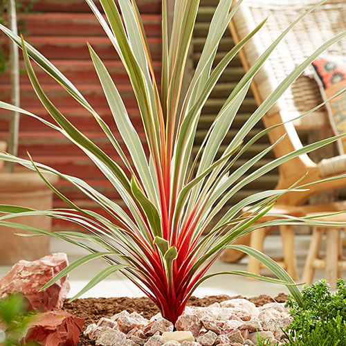 Cordyline Magic Star