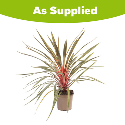 Cordyline Magic Star