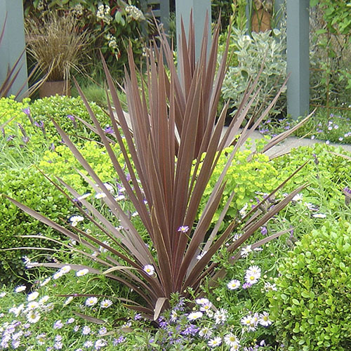 Cordyline Red Star