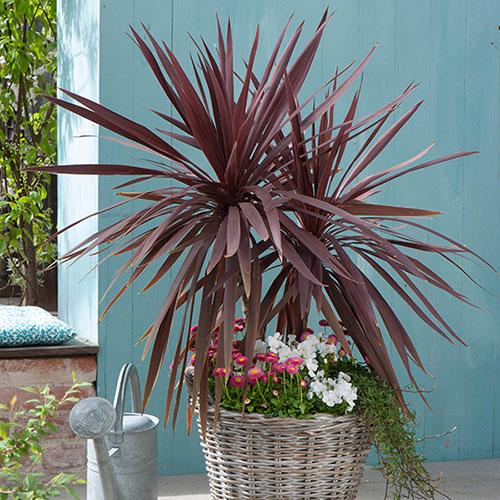 Cordyline Red Star