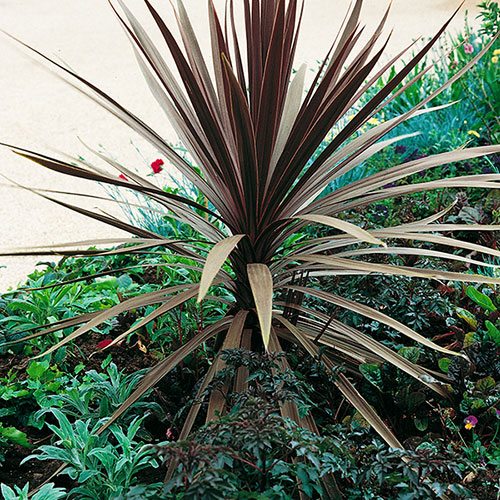 Cordyline Red Star