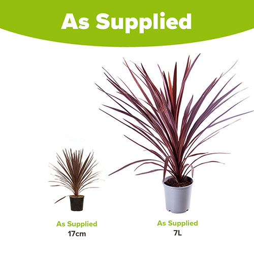 Cordyline Red Star