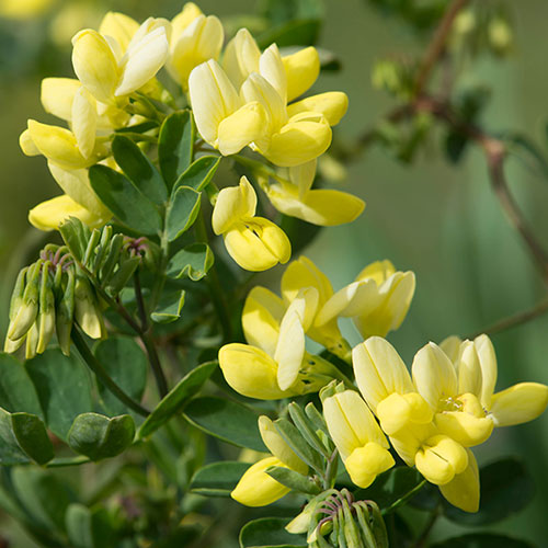 Coronilla Citrina Coronilla Citrina