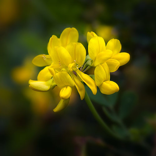 Coronilla Citrina Coronilla Citrina
