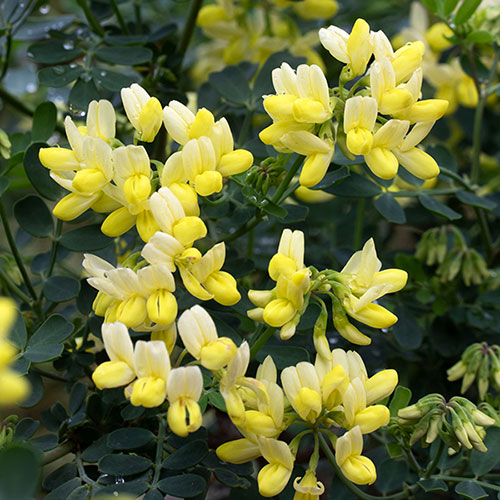 Coronilla Citrina Coronilla Citrina