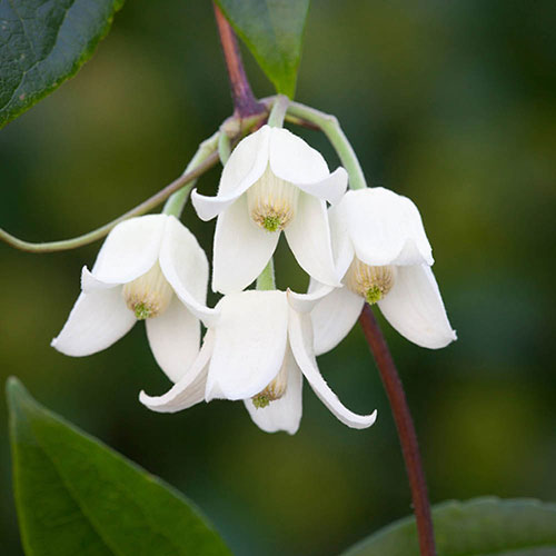 Clematis Winter Beauty Clematis Winter Beauty