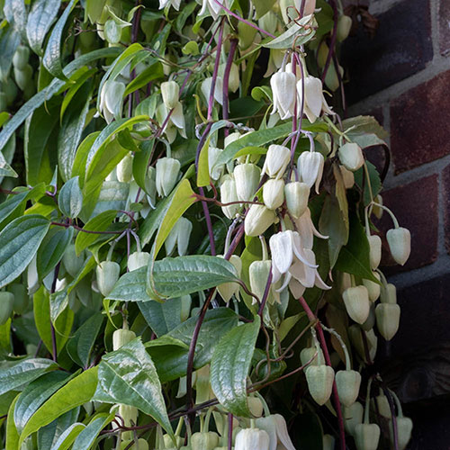 Clematis Winter Beauty Clematis Winter Beauty