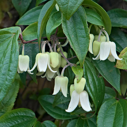 Clematis Winter Beauty Clematis Winter Beauty