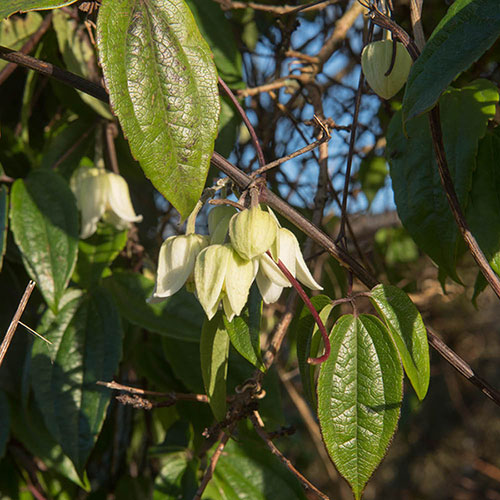 Clematis Winter Beauty Clematis Winter Beauty
