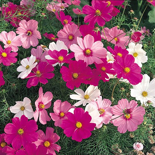 Cosmos Sonata Mixed Cosmos Sonata Mixed