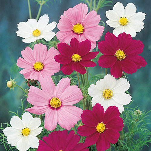 Cosmos Sonata Mixed Cosmos Sonata Mixed
