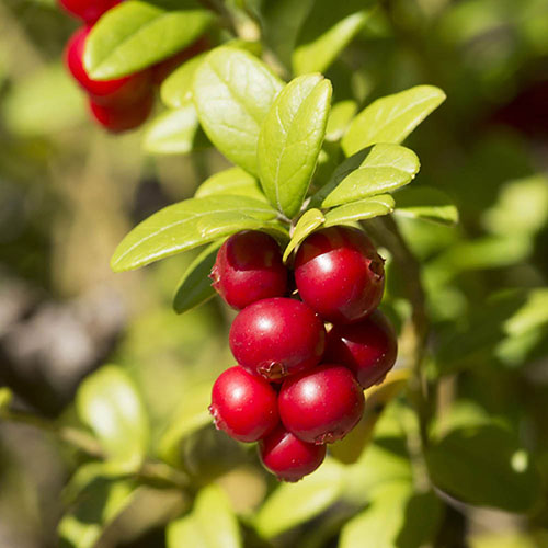 Cranberry Pilgrim Cranberry Pilgrim