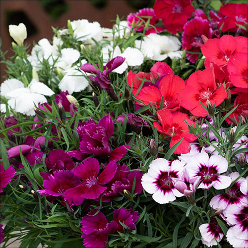 Dianthus Coronet Mix Dianthus Coronet Mix