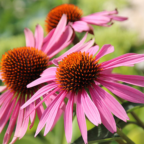 Echinacea Magnus Echinacea Magnus