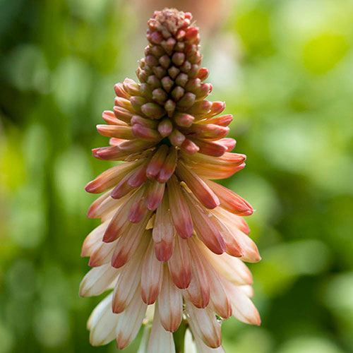 Red Hot Poker Kniphofia Orange Vanilla Popsicle Red Hot Poker Kniphofia Orange Vanilla Popsicle