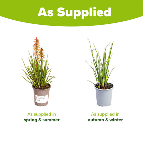 Red Hot Poker Kniphofia Orange Vanilla Popsicle Red Hot Poker Kniphofia Orange Vanilla Popsicle
