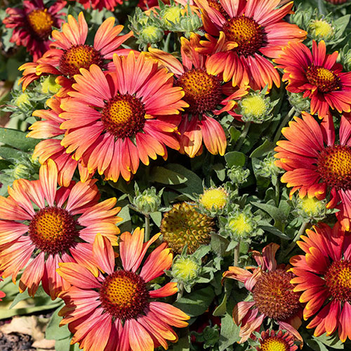 Gaillardia x grandiflora Arizona Red Shades