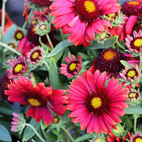 Gaillardia x grandiflora Arizona Red Shades