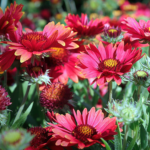 Gaillardia x grandiflora Arizona Red Shades