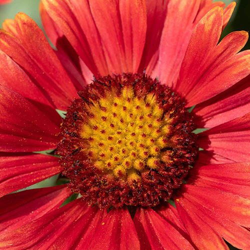Gaillardia x grandiflora Arizona Red Shades