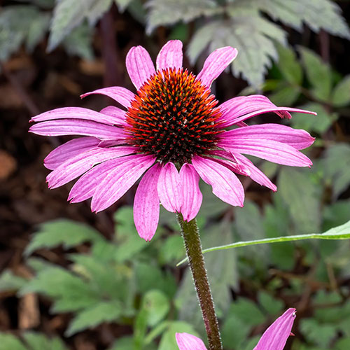 Echinacea Magnus Echinacea Magnus