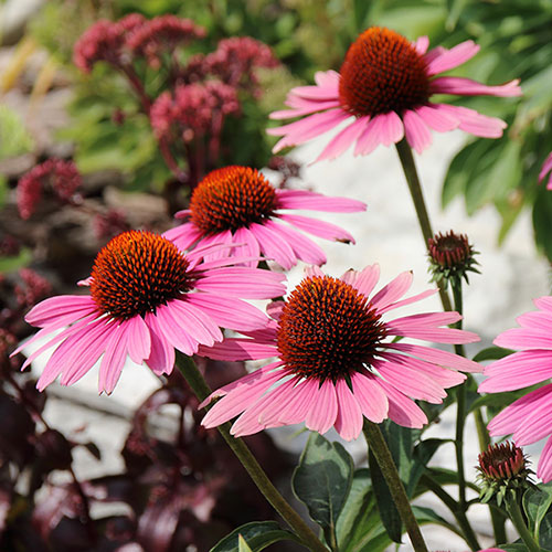 Echinacea Magnus Echinacea Magnus