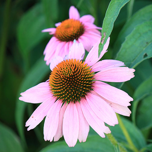 Echinacea Magnus Echinacea Magnus