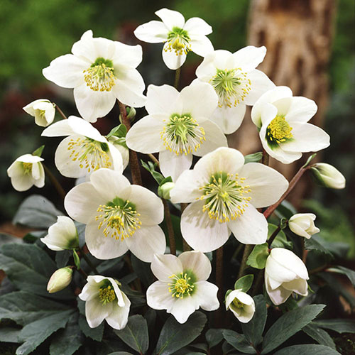 Hellebore Christmas Carol Hellebore Christmas Carol