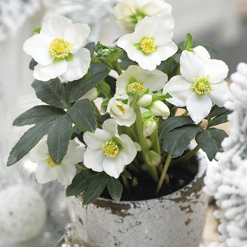 Hellebore Christmas Carol Hellebore Christmas Carol