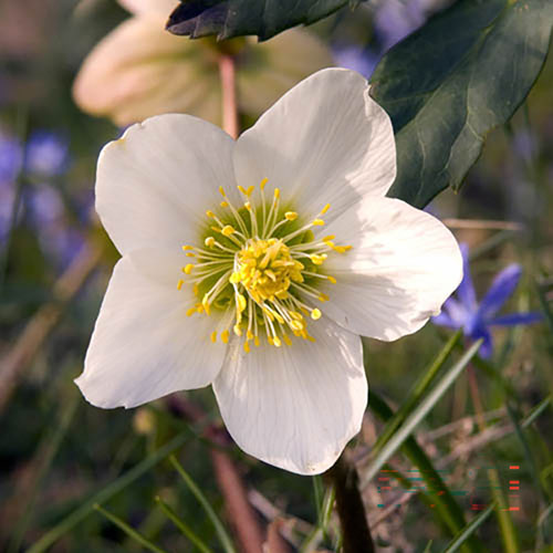 Hellebore Christmas Carol Hellebore Christmas Carol