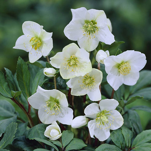 Hellebore Christmas Carol Hellebore Christmas Carol