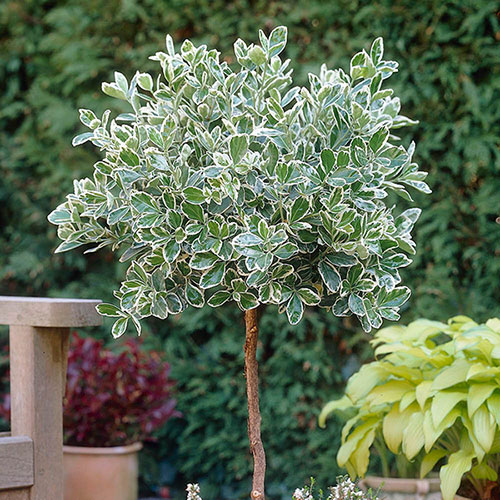 Euonymus Emerald Gaiety Standard Trees Euonymus Emerald Gaiety Standard Trees